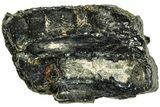 Mammoth Molar Slice with Case - South Carolina #207593-1